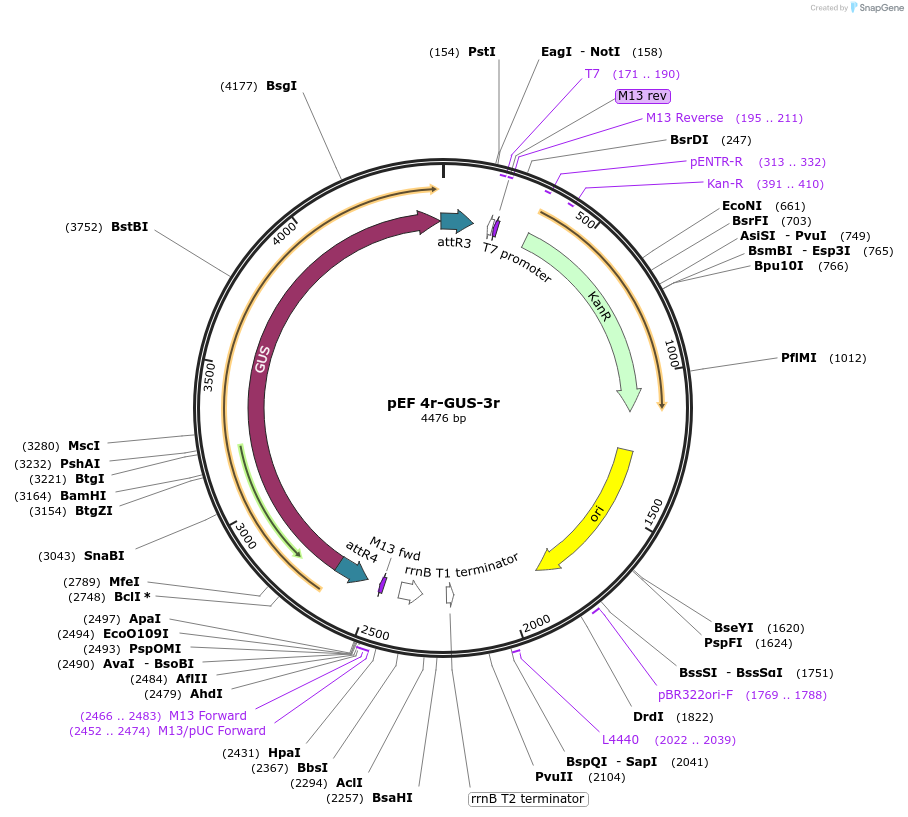 20097-plasmid-map-sequence-id-9467