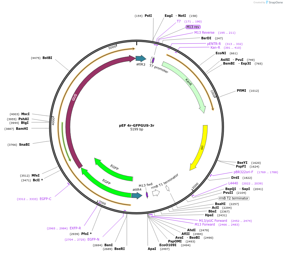 20098-plasmid-map-sequence-id-9468