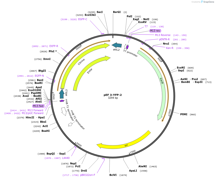 20106-plasmid-map-sequence-id-9476