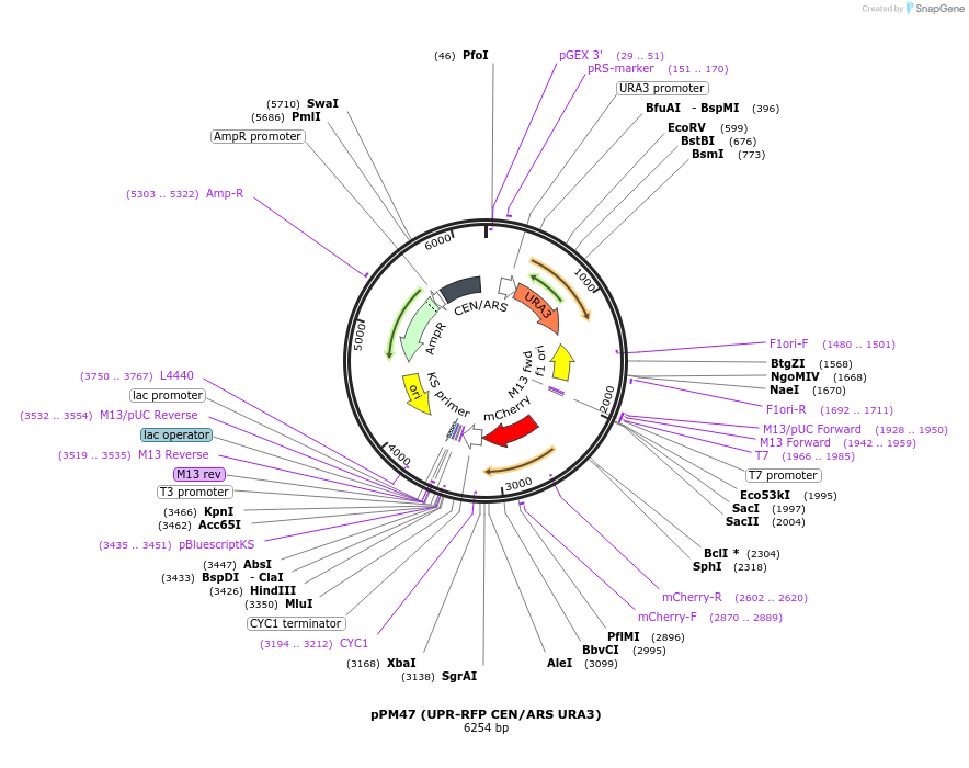 20132-plasmid-map-sequence-id-9483