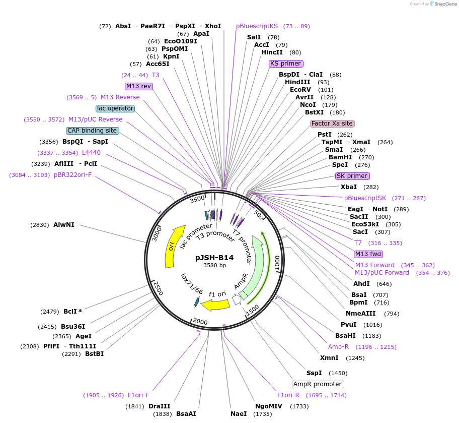 20145-plasmid-map-sequence-id-9484