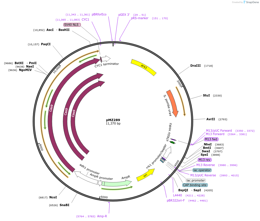 59898-plasmid-map-sequence-id-94871