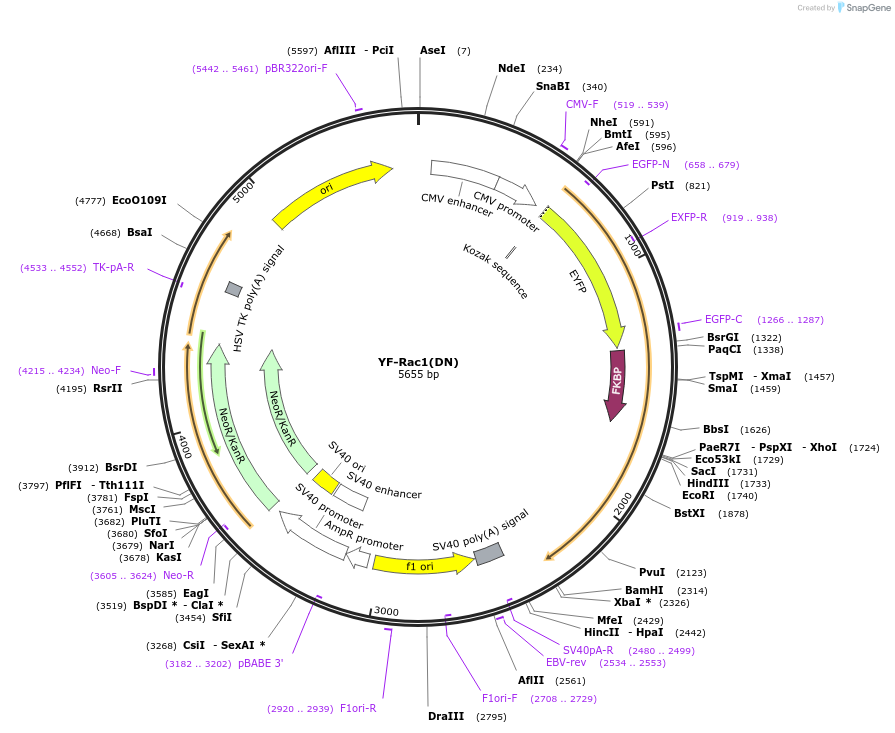 20151-plasmid-map-sequence-id-9488