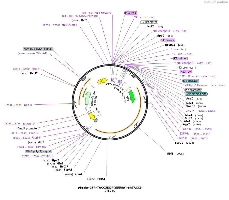 59357-plasmid-map-sequence-id-94887
