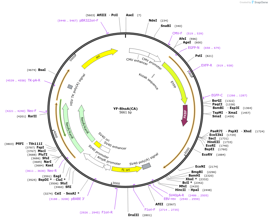 20153-plasmid-map-sequence-id-9490