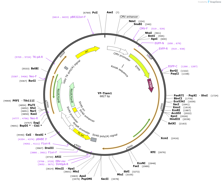 20154-plasmid-map-sequence-id-9491