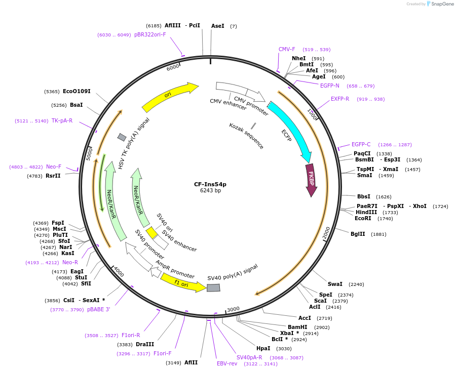 20155-plasmid-map-sequence-id-9492