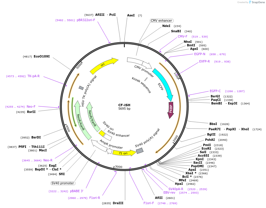 20159-plasmid-map-sequence-id-9496