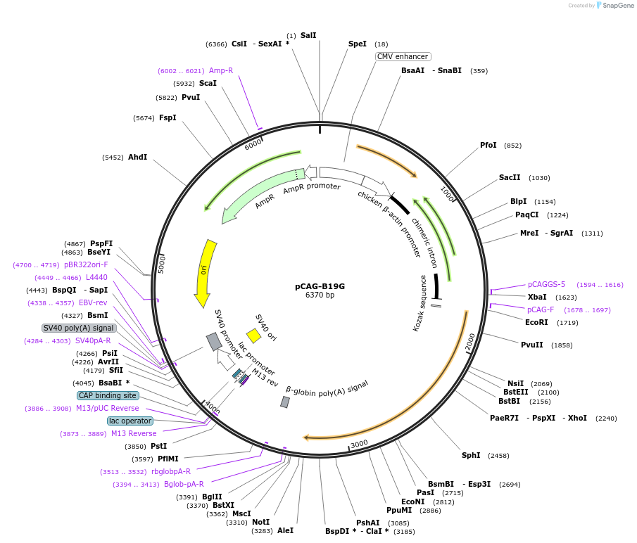 59921-plasmid-map-sequence-id-94977