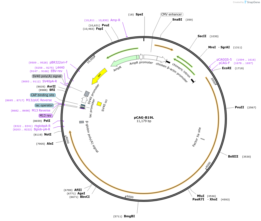 59922-plasmid-map-sequence-id-94980