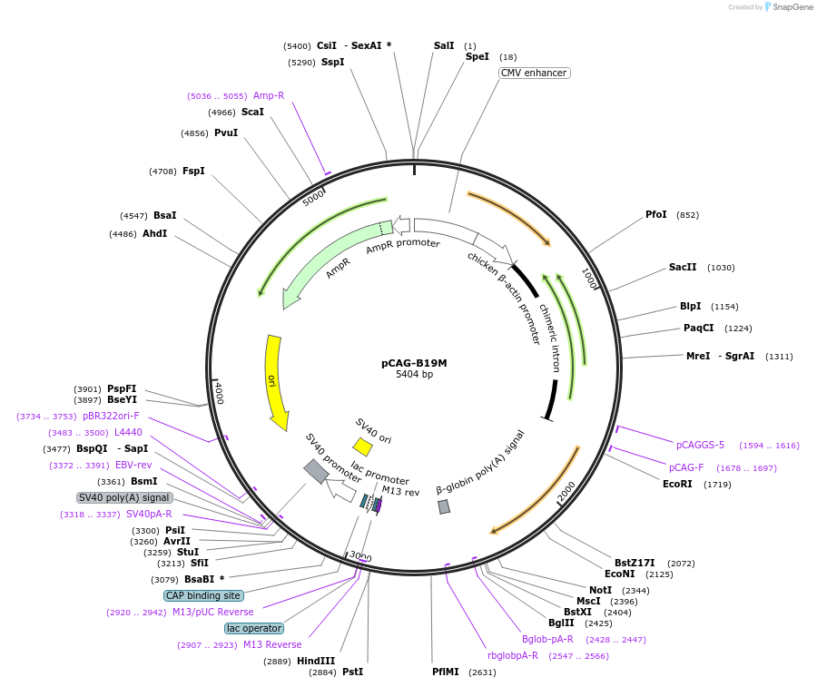 59923-plasmid-map-sequence-id-94982