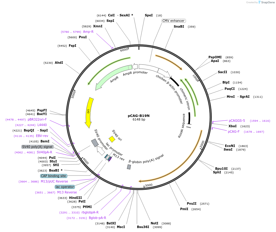 59924-plasmid-map-sequence-id-94984