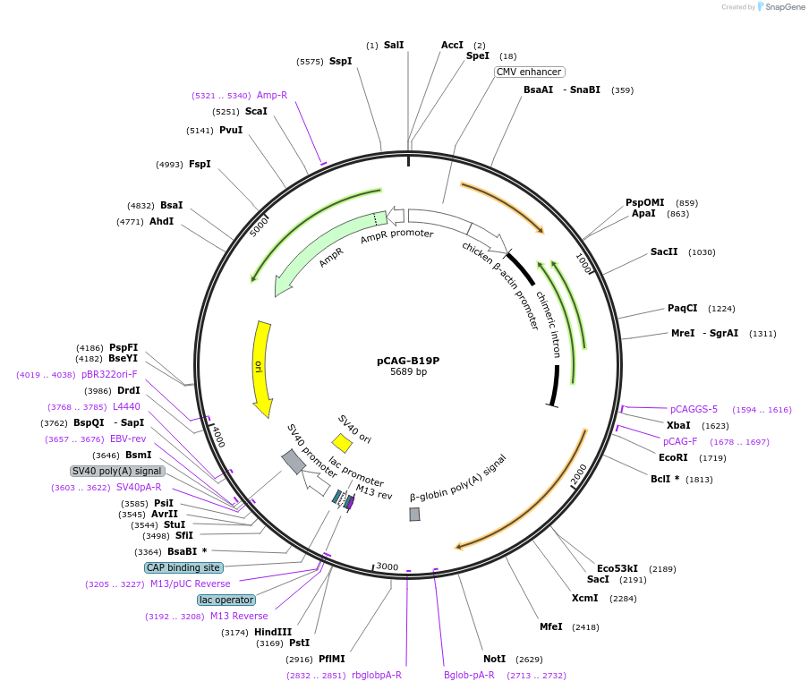 59925-plasmid-map-sequence-id-94990