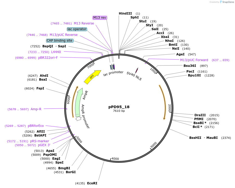 1484-plasmid-map-sequence-id-95