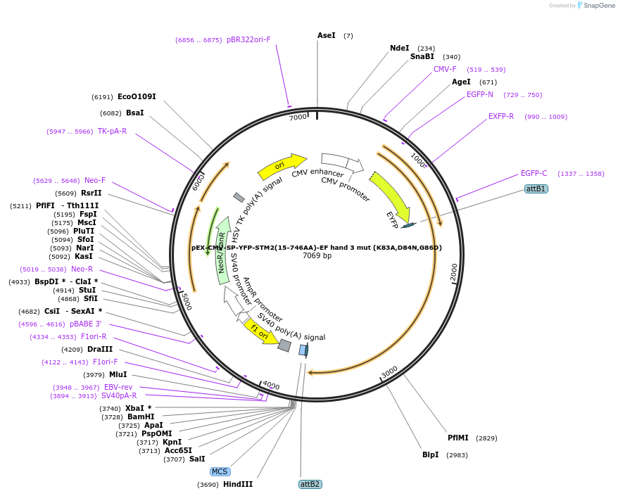 20174-plasmid-map-sequence-id-9505