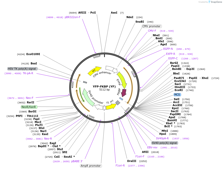 20175-plasmid-map-sequence-id-9506