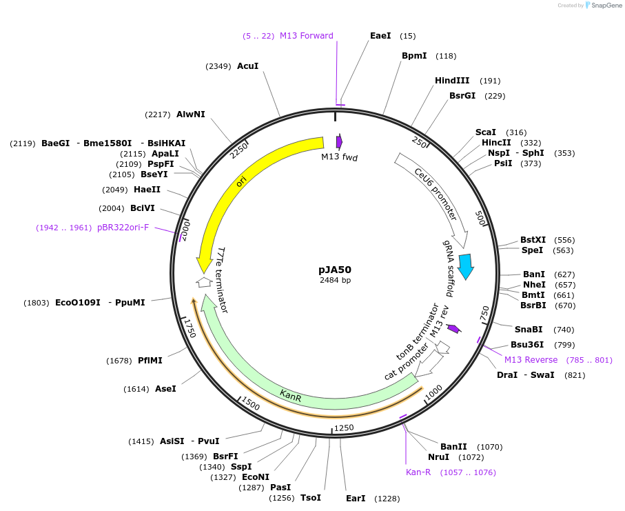 59931-plasmid-map-sequence-id-95090