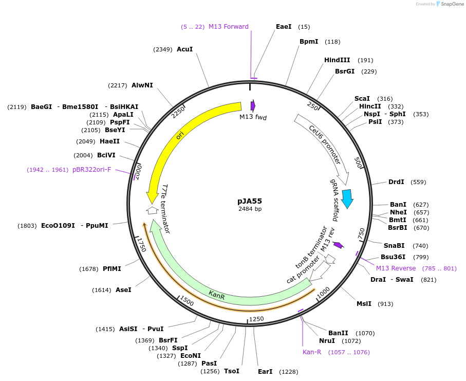 59935-plasmid-map-sequence-id-95094