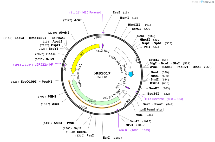 59936-plasmid-map-sequence-id-95095