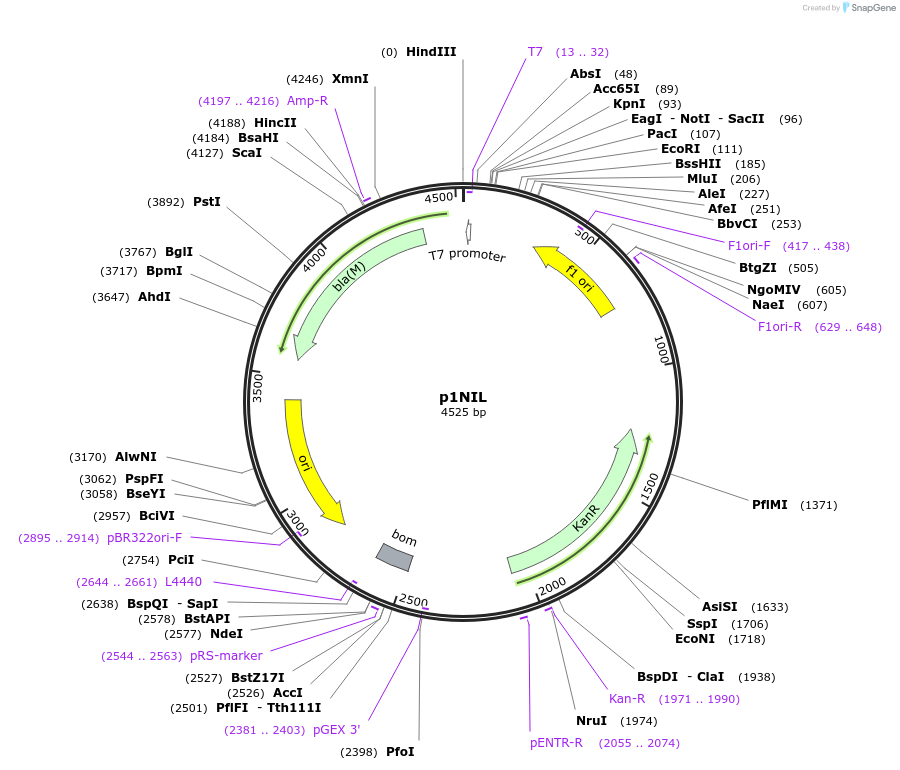 20187-plasmid-map-sequence-id-9510