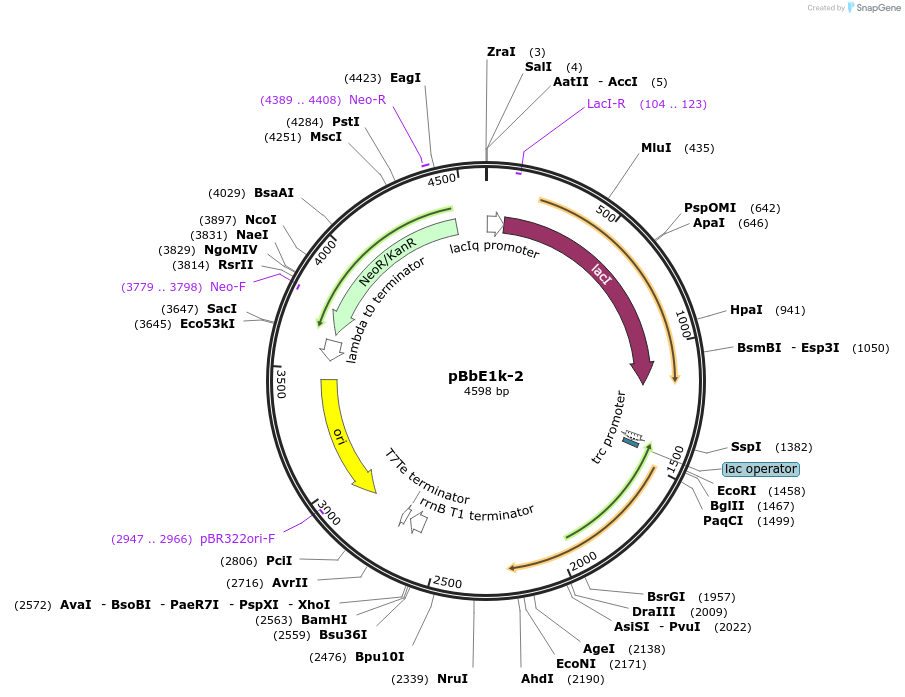 59945-plasmid-map-sequence-id-95152