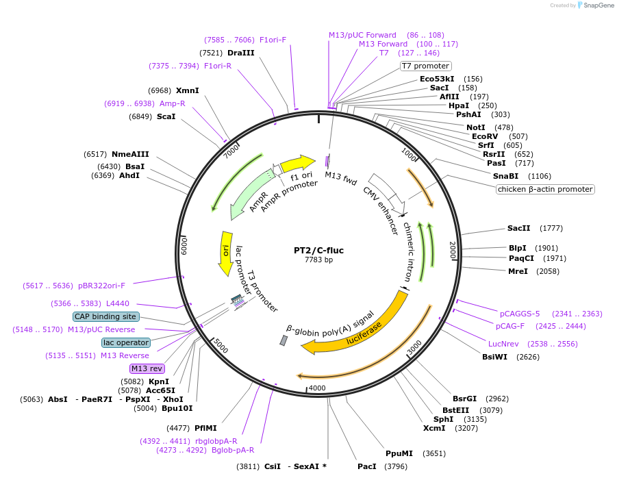 20203-plasmid-map-sequence-id-9516