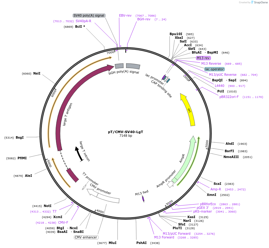 20204-plasmid-map-sequence-id-9517