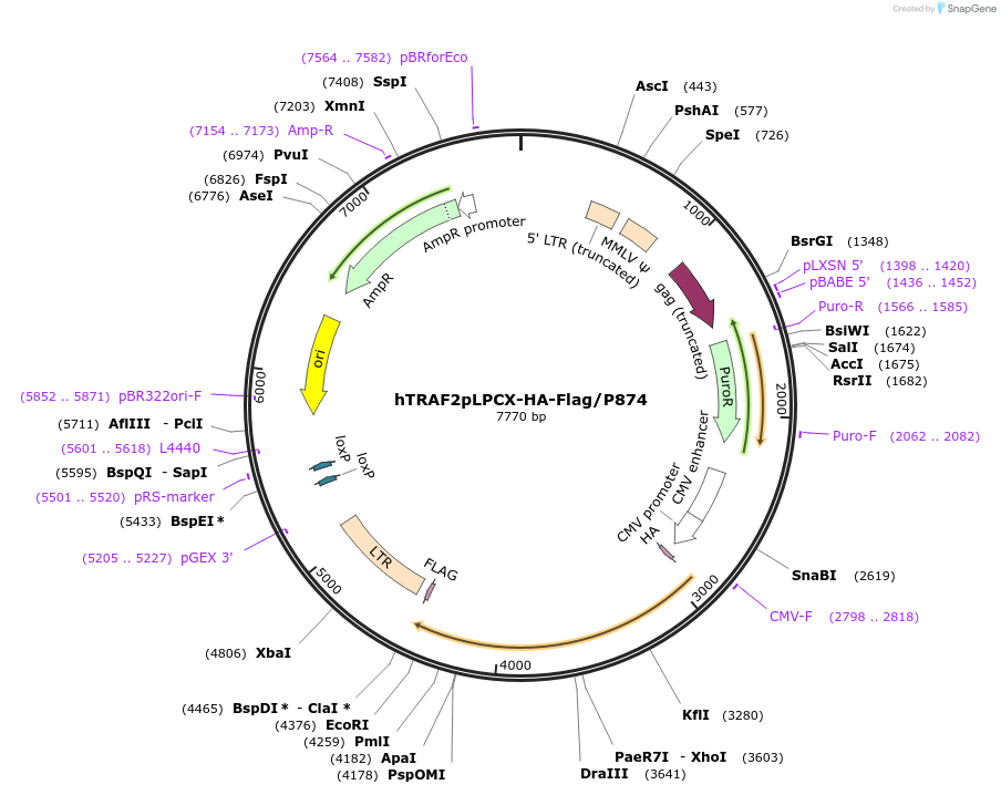20229-plasmid-map-sequence-id-9519