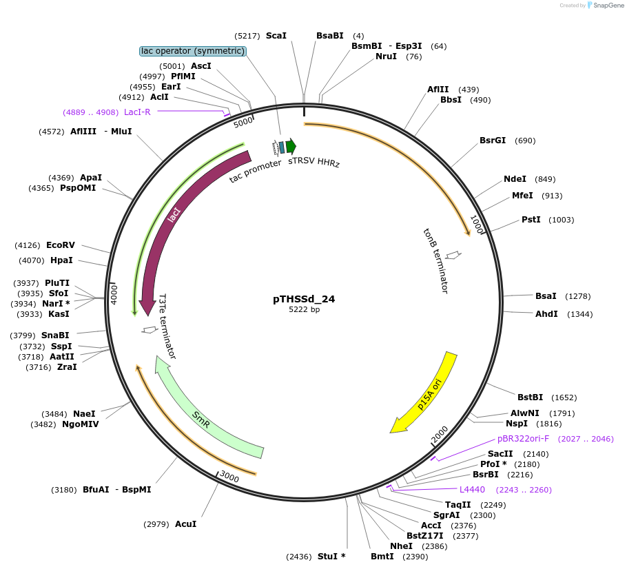 59955-plasmid-map-sequence-id-95197