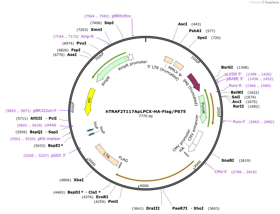 20230-plasmid-map-sequence-id-9520