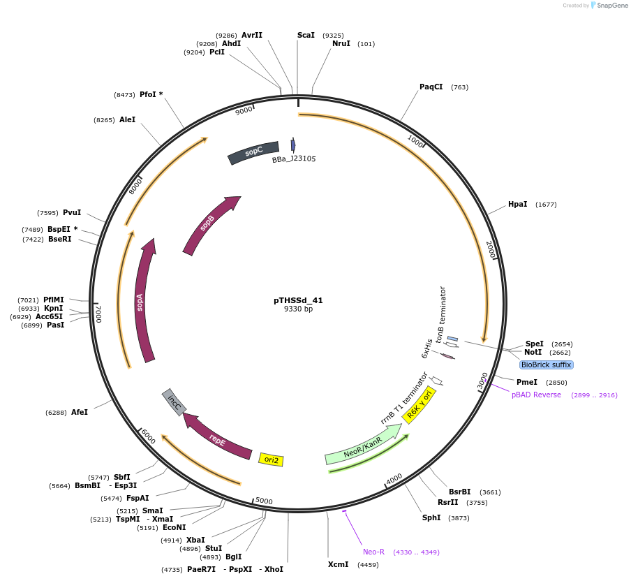 59964-plasmid-map-sequence-id-95215