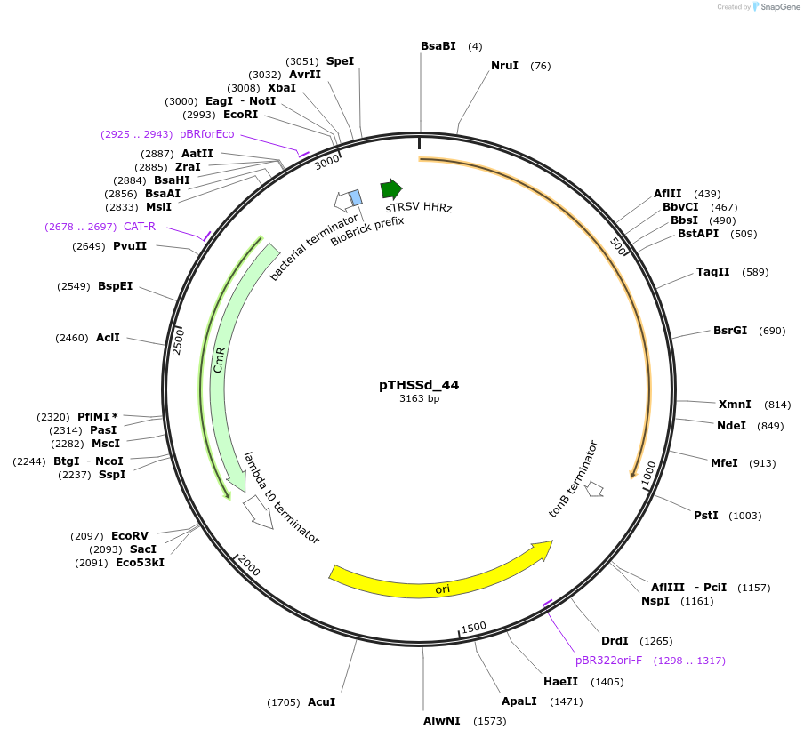 59966-plasmid-map-sequence-id-95219