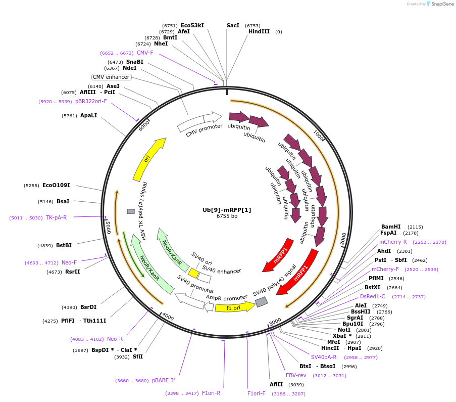 20249-plasmid-map-sequence-id-9532