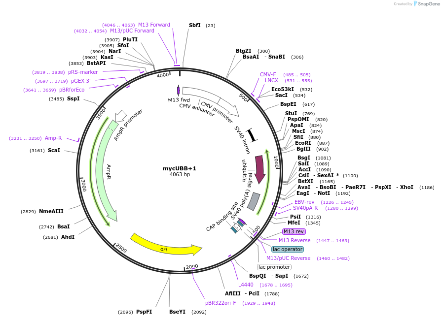 20254-plasmid-map-sequence-id-9536