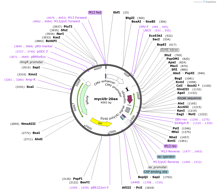 20255-plasmid-map-sequence-id-9537
