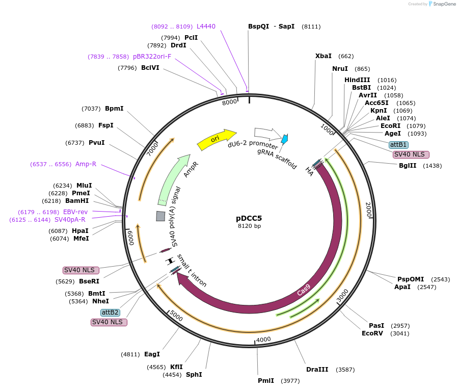 59984-plasmid-map-sequence-id-95389