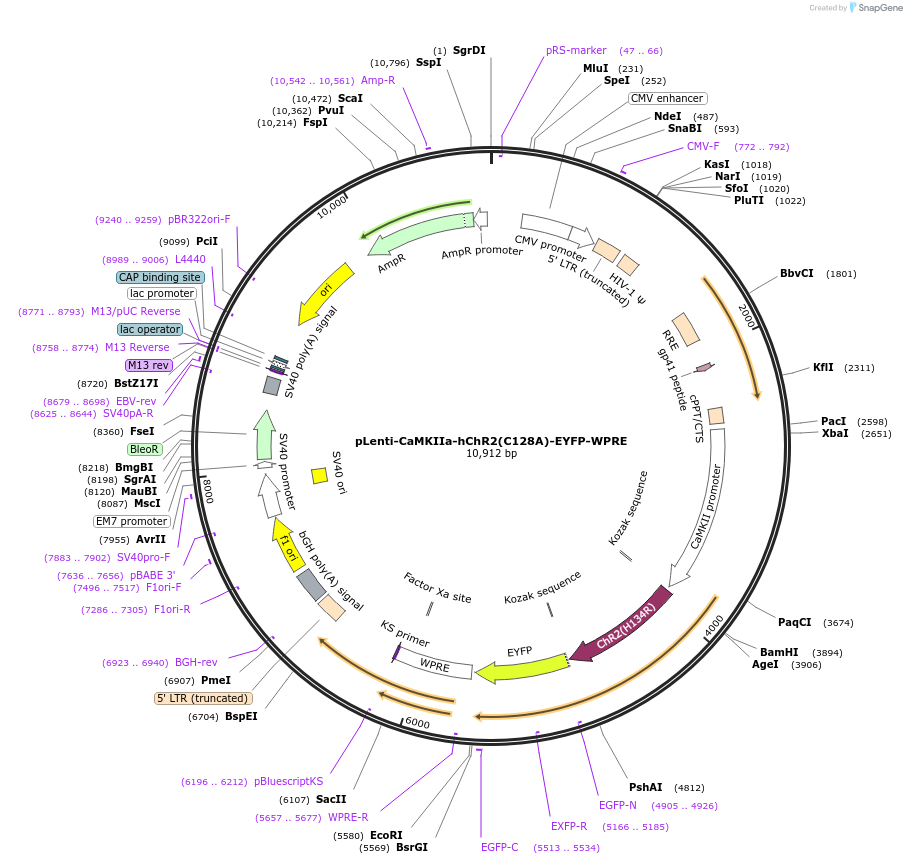 20293-plasmid-map-sequence-id-9540