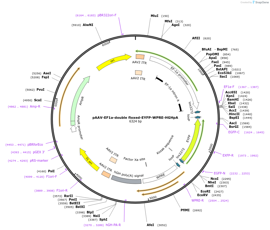 20296-plasmid-map-sequence-id-9543