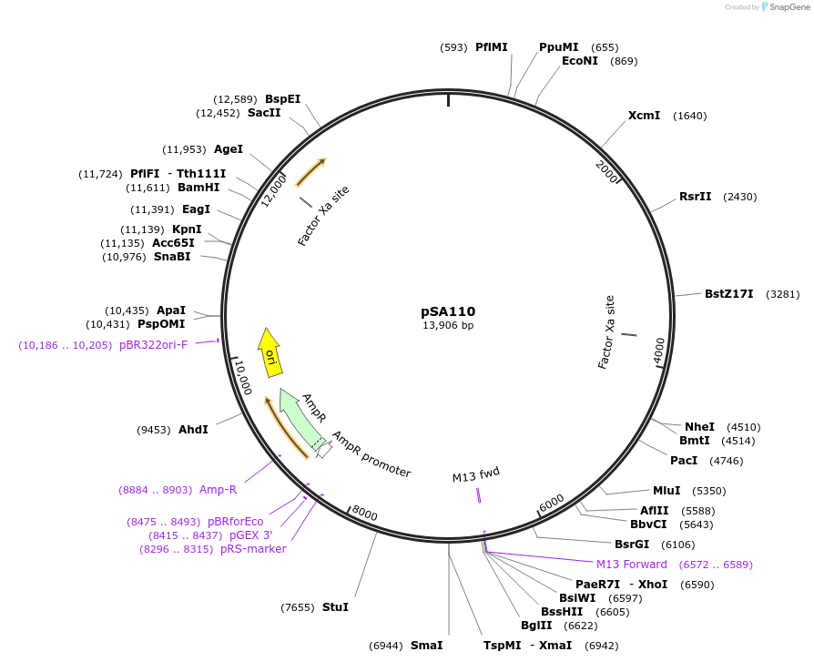 59784-plasmid-map-sequence-id-95466