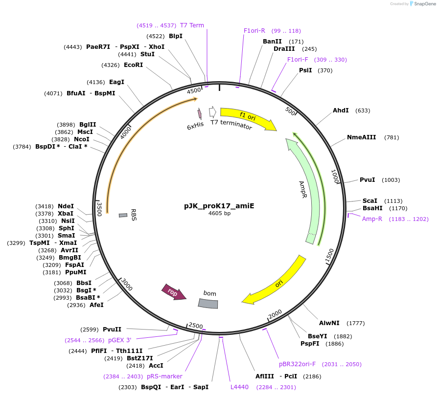 59837-plasmid-map-sequence-id-95472