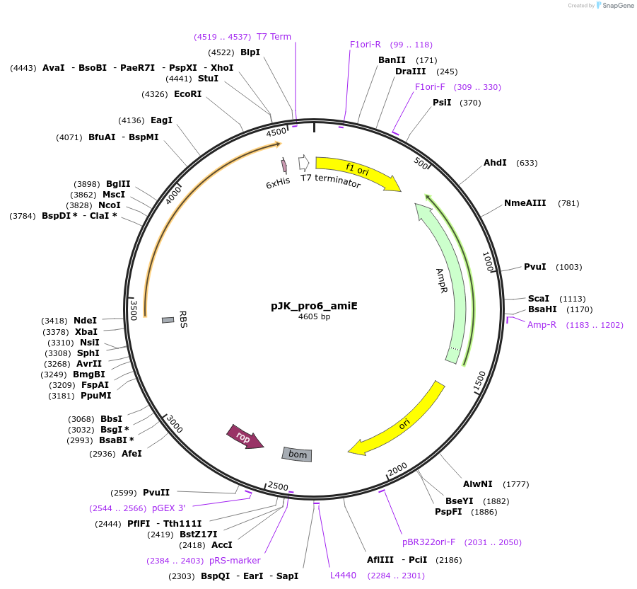 59844-plasmid-map-sequence-id-95479