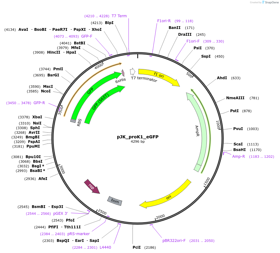 59853-plasmid-map-sequence-id-95487