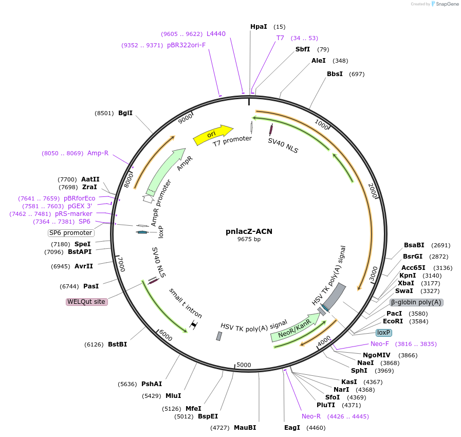20304-plasmid-map-sequence-id-9549