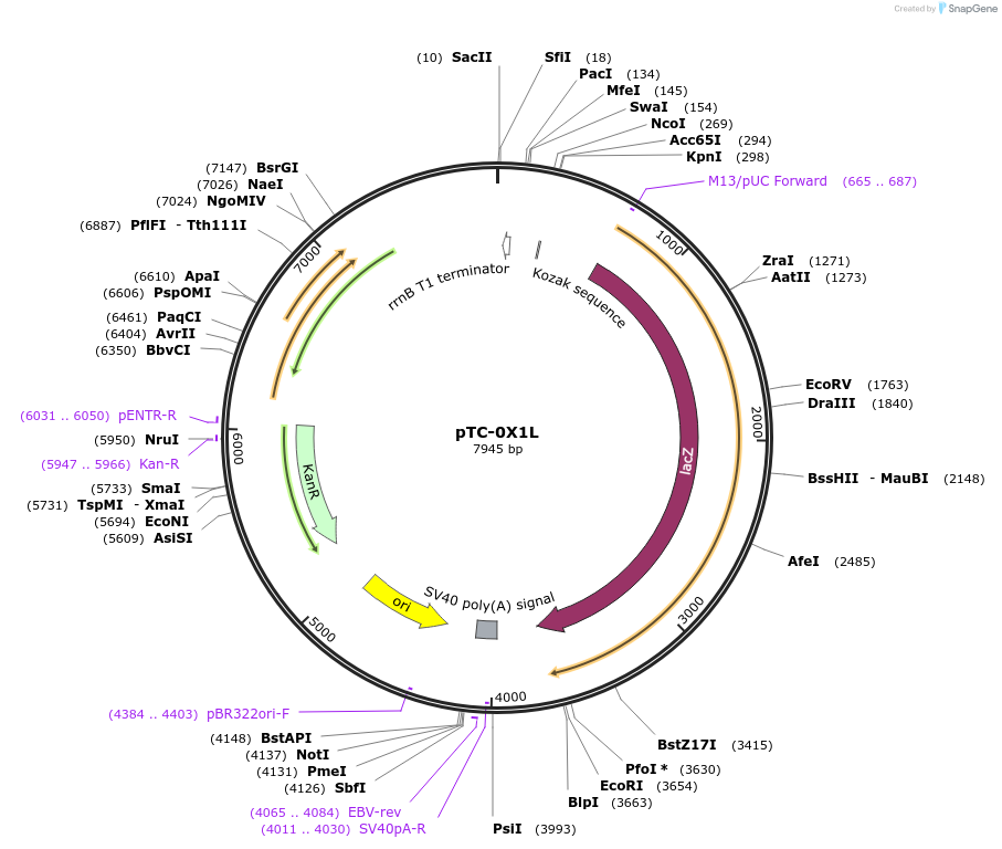 20315-plasmid-map-sequence-id-9550