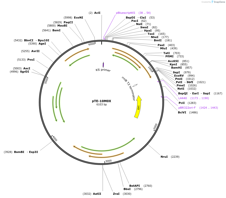 20318-plasmid-map-sequence-id-9553