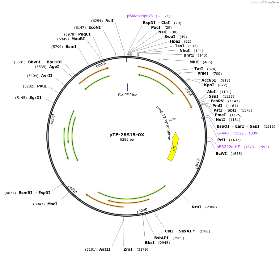 20319-plasmid-map-sequence-id-9554