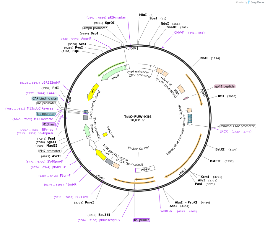 20322-plasmid-map-sequence-id-9558