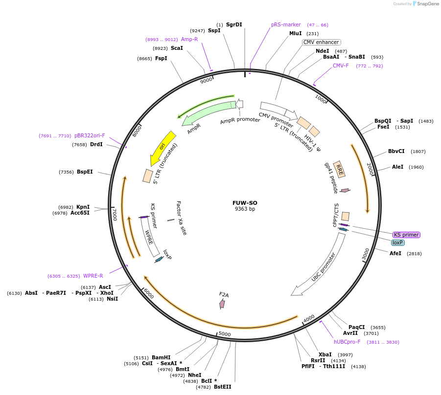 20329-plasmid-map-sequence-id-9564