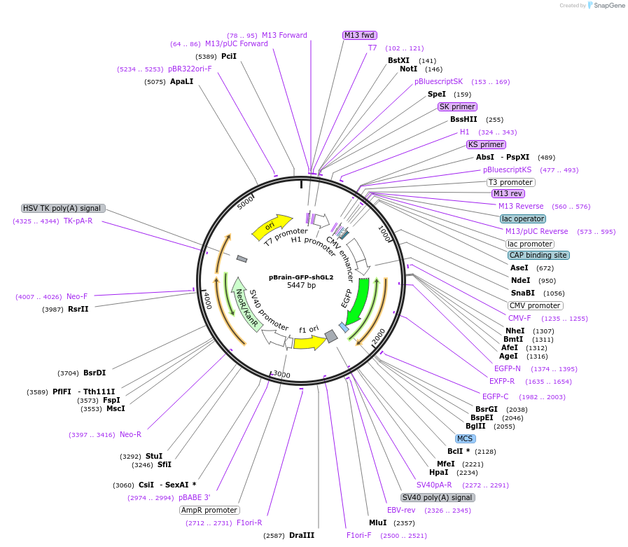 60004-plasmid-map-sequence-id-95653