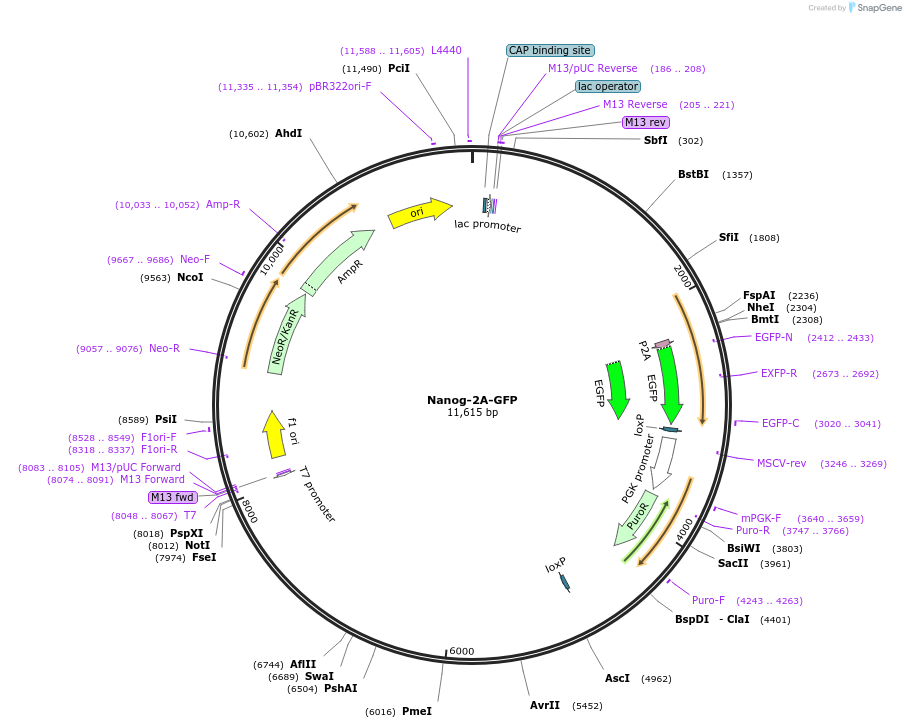 59994-plasmid-map-sequence-id-95657